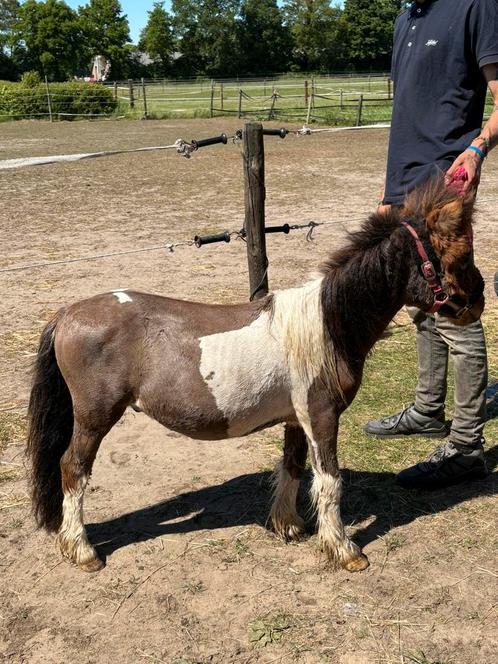 Allerbraafste 1,5 jarige mini shet, Dieren en Toebehoren, Pony's, Hengst, 0 tot 2 jaar, Gechipt, Ontwormd