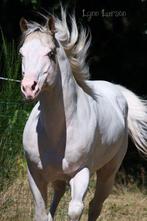 King White c apha geregisseerd hengst, Dieren en Toebehoren, Paarden, Westernpaard, Hengst, 11 jaar of ouder, Minder dan 160 cm
