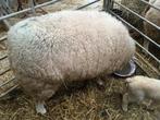 2 Franse texel ooien met lam ( 560 euro tesamen ), Animaux & Accessoires, Femelle, Mouton, 3 à 5 ans