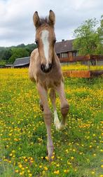 Poulain isabelle de sport, Springpaard, Gechipt, Niet van toepassing, 0 tot 2 jaar
