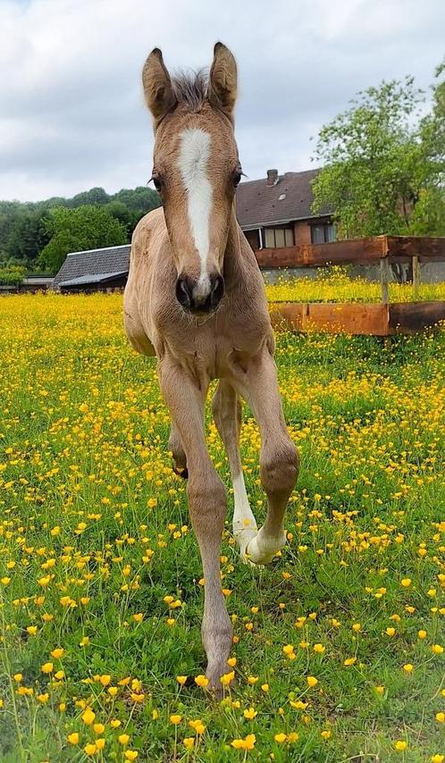Poulain isabelle de sport, Dieren en Toebehoren, Paarden, Hengst, Niet van toepassing, 160 tot 165 cm, 0 tot 2 jaar, Springpaard