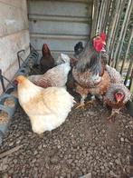 Brahma Hennen (3), Dieren en Toebehoren, Pluimvee, Vrouwelijk, Kip