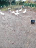 Ganzen, Dieren en Toebehoren, Pluimvee