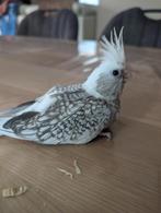Bébés Calopsittes EAM, Dieren en Toebehoren, Meerdere dieren, Parkiet, Geringd
