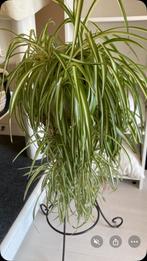 Grote graslelie, Maison & Meubles, Plantes d'intérieur, Autres espèces, En pot, Moins de 100 cm, Enlèvement