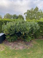 Laurierkers, Tuin en Terras, Ophalen, Struik