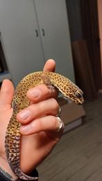 Luipaardgekko man ( blacknight x mandarin), Animaux & Accessoires
