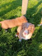 Nova Scotia duck Tolling retrievers puppy's, België, Overige rassen, CDV (hondenziekte), 8 tot 15 weken