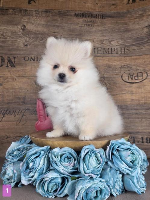 Pomeriaan / pom / pomeranian / Poméranie, Dieren en Toebehoren, Honden | Poolhonden, Keeshonden en Oertypen, Meerdere dieren, Keeshond