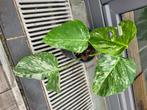 Monstera bonte albo-plant, Huis en Inrichting, Kamerplanten, Ophalen, Halfschaduw, In pot, Minder dan 100 cm