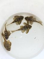 L236 Sw, Dieren en Toebehoren, Vissen | Aquariumvissen