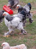 Brahma hanen te koop, Dieren en Toebehoren, Pluimvee