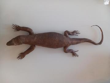 Taxidermie Varaan Hagedis Zuid-Afrika Reptiel Opgezet dier beschikbaar voor biedingen