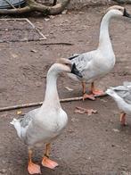 Lavendel chinese knobbelganzen, Dieren en Toebehoren, Pluimvee, Mannelijk, Gans of Zwaan