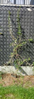 Goji bes, Ophalen, Overige soorten, Struik, 250 cm of meer