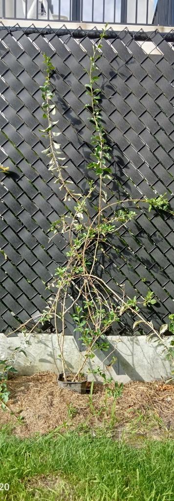 Goji bes, Tuin en Terras, Planten | Struiken en Hagen, Struik, Overige soorten, 250 cm of meer, Ophalen