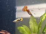 Baby guppies, guppen, guppy te koop., Dieren en Toebehoren