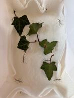 Indische wandelende tak, Dieren en Toebehoren, Insecten en Spinnen, Wandelende tak