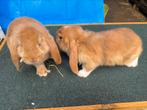 2 franse hangoor voedstertjes, Dieren en Toebehoren, Konijnen, Vrouwelijk, Groot, Hangoor, 0 tot 2 jaar