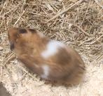 Syrische goudhamsters   2 stuks, Dieren en Toebehoren, Oktober, Vrouwelijk, Hamster