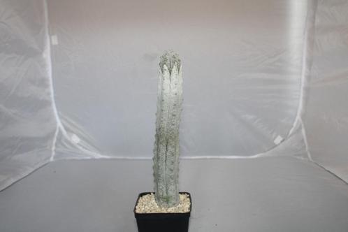 euphorbia abdelkuri, Huis en Inrichting, Kamerplanten, Vetplant, Minder dan 100 cm, Groene kamerplant, Volle zon, In pot, Ophalen of Verzenden
