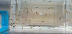 Jonge baby Endler visjes (10 stuks)