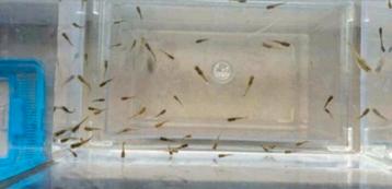 Jonge baby Endler visjes (10 stuks) beschikbaar voor biedingen