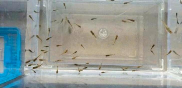 Jonge baby Endler visjes (10 stuks), Dieren en Toebehoren, Vissen | Aquariumvissen