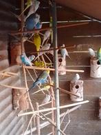 1 GRASPARKIETJE van 2025 + NIEUWE KOOI + 1 KG ETEN, Dieren en Toebehoren, Vogels | Parkieten en Papegaaien, Meerdere dieren, Parkiet