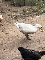 Jonge boeren ganzen te koop, Dieren en Toebehoren, Pluimvee