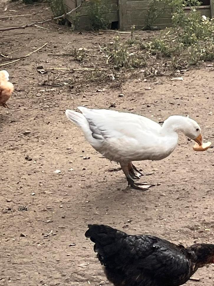 Jonge boeren ganzen te koop, Dieren en Toebehoren, Pluimvee