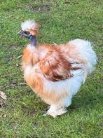 Usa zijdehoen haantjes, Dieren en Toebehoren, Mannelijk, Kip