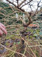 meerdere oude larix bonsai startplanten, Ophalen