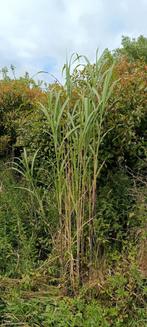 Triarrhena lutarioriparia , chinees  reuzengras, Ophalen