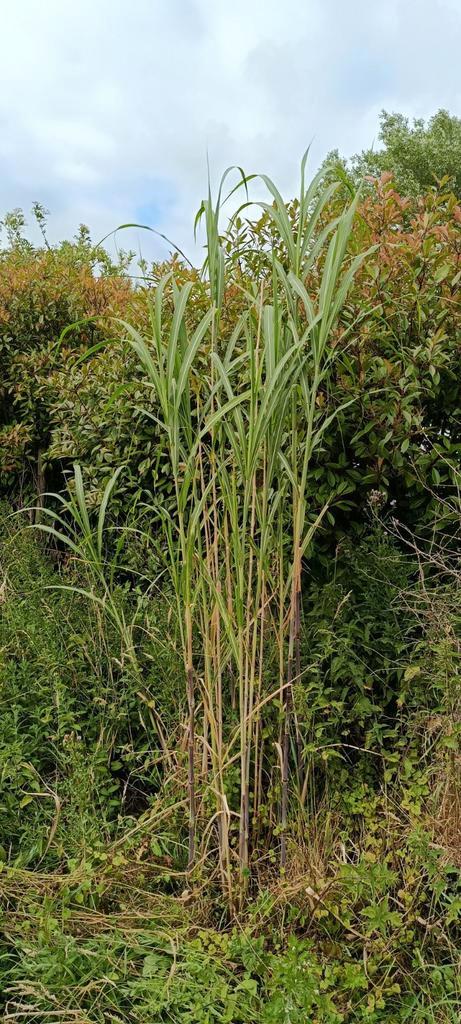 Triarrhena lutarioriparia , chinees  reuzengras, Tuin en Terras, Planten | Tuinplanten, Ophalen