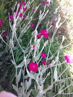 prikneus vaste plant, Ophalen, Zomer, Vaste plant