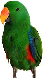 EAM-ziekte van Eclectus bij mannen getest!, Dieren en Toebehoren, Mannelijk, Papegaai, Pratend
