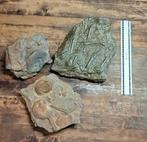 3 prachtige grote fossielen, Verzamelen, Ophalen of Verzenden