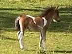 Mini-paardje, Dieren en Toebehoren, Pony's