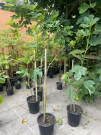 FIGUIERS 20€ et autres plantes, Jardin & Terrasse, Plantes | Arbres