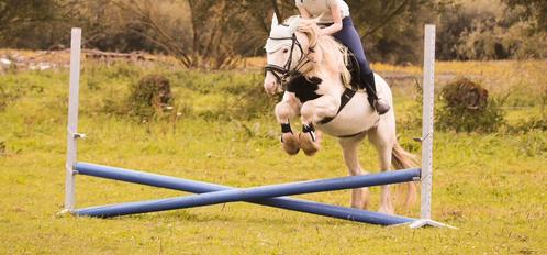 Wizzie , tinker, ruin , 7j in mei, c- pony, Dieren en Toebehoren, Paarden en Pony's | Hoofdstellen en Tuigage, Ophalen