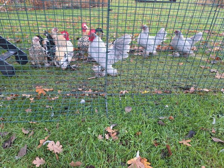 Nederlandse sabelpootkrielen Parelgrijs tt waardig, Dieren en Toebehoren, Pluimvee