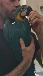 Arararauna mannelijk team, Mannelijk