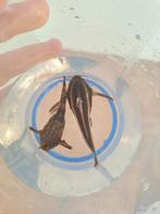 meerval, Dieren en Toebehoren, Vissen | Aquariumvissen, Vis, Zoetwatervis