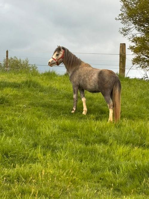 Welsh hengst Jameson, Dieren en Toebehoren, Pony's, Hengst, Niet van toepassing, A pony (tot 1.17m), 0 tot 2 jaar, Gechipt, Ontwormd