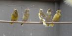 Groenvinken, Dieren en Toebehoren, Geslacht onbekend