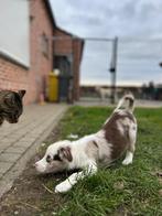 Leuke border collie x aussie pup, België, Reu, CDV (hondenziekte), 8 tot 15 weken