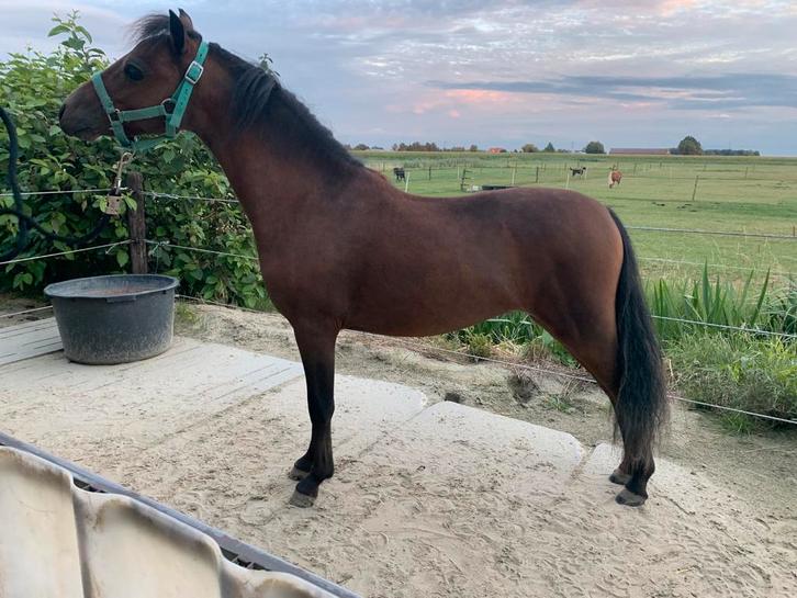 3 hengsten, amerikaanse mini paarden amha,amhr, Dieren en Toebehoren, Pony's, Hengst, Niet van toepassing, A pony (tot 1.17m)