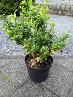 Japanse buxus, Jardin & Terrasse, Plantes | Arbustes & Haies, Moins de 100 cm, Enlèvement, Buis, Haie