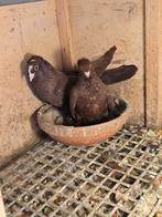 Iraakse duiven  koppel  60€, Dieren en Toebehoren, Vogels | Duiven